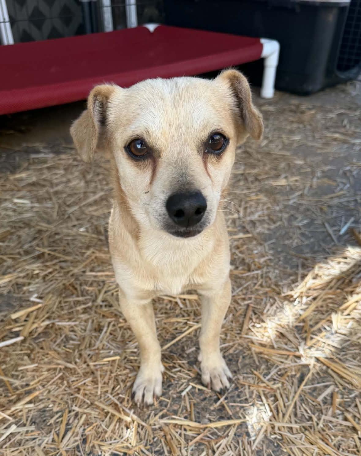 Enlarge Hummus, an adopted mixed breed in Beavercreek, OR image 3/6