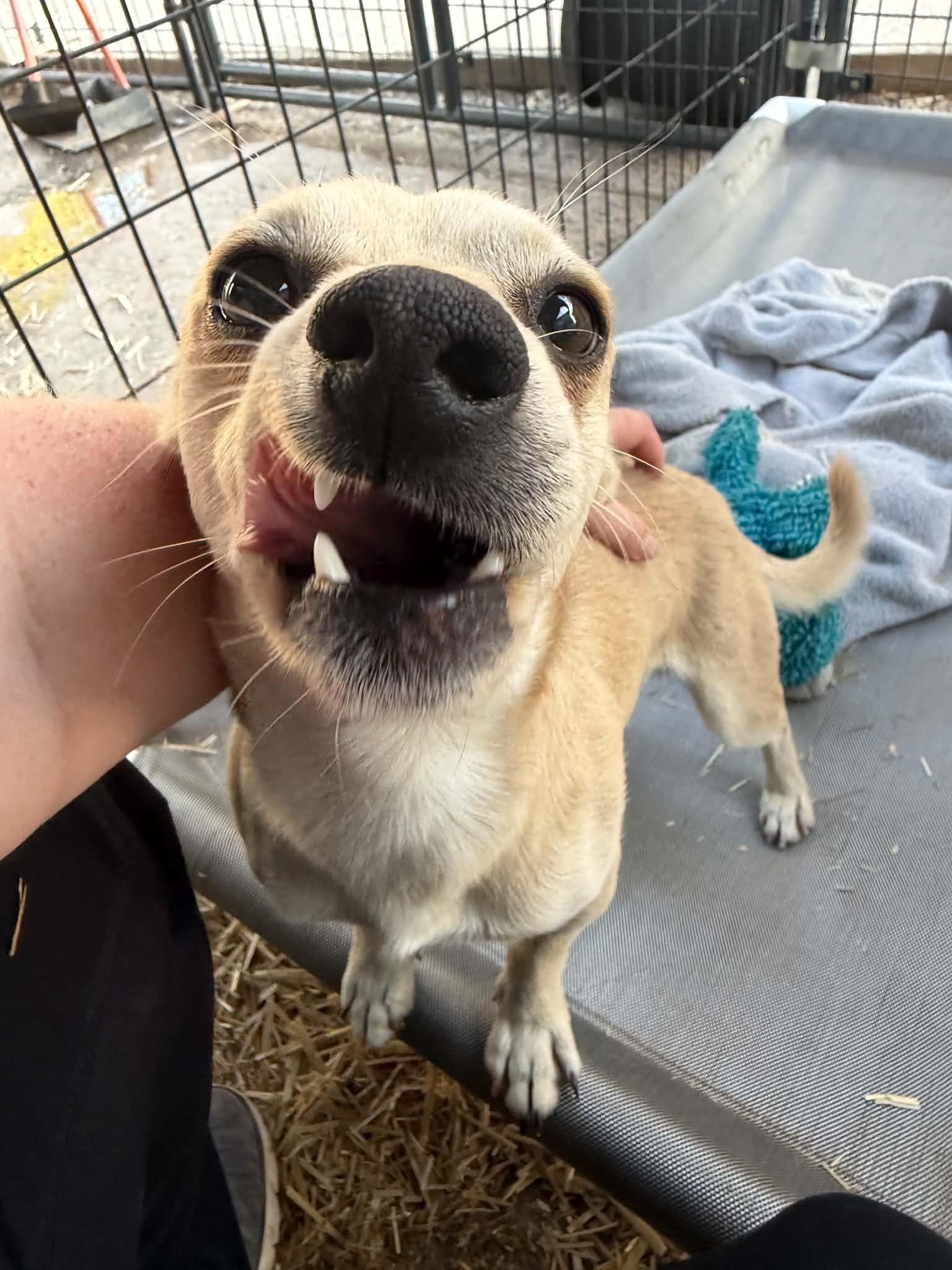 Enlarge Hummus, an adopted mixed breed in Beavercreek, OR image 4/6