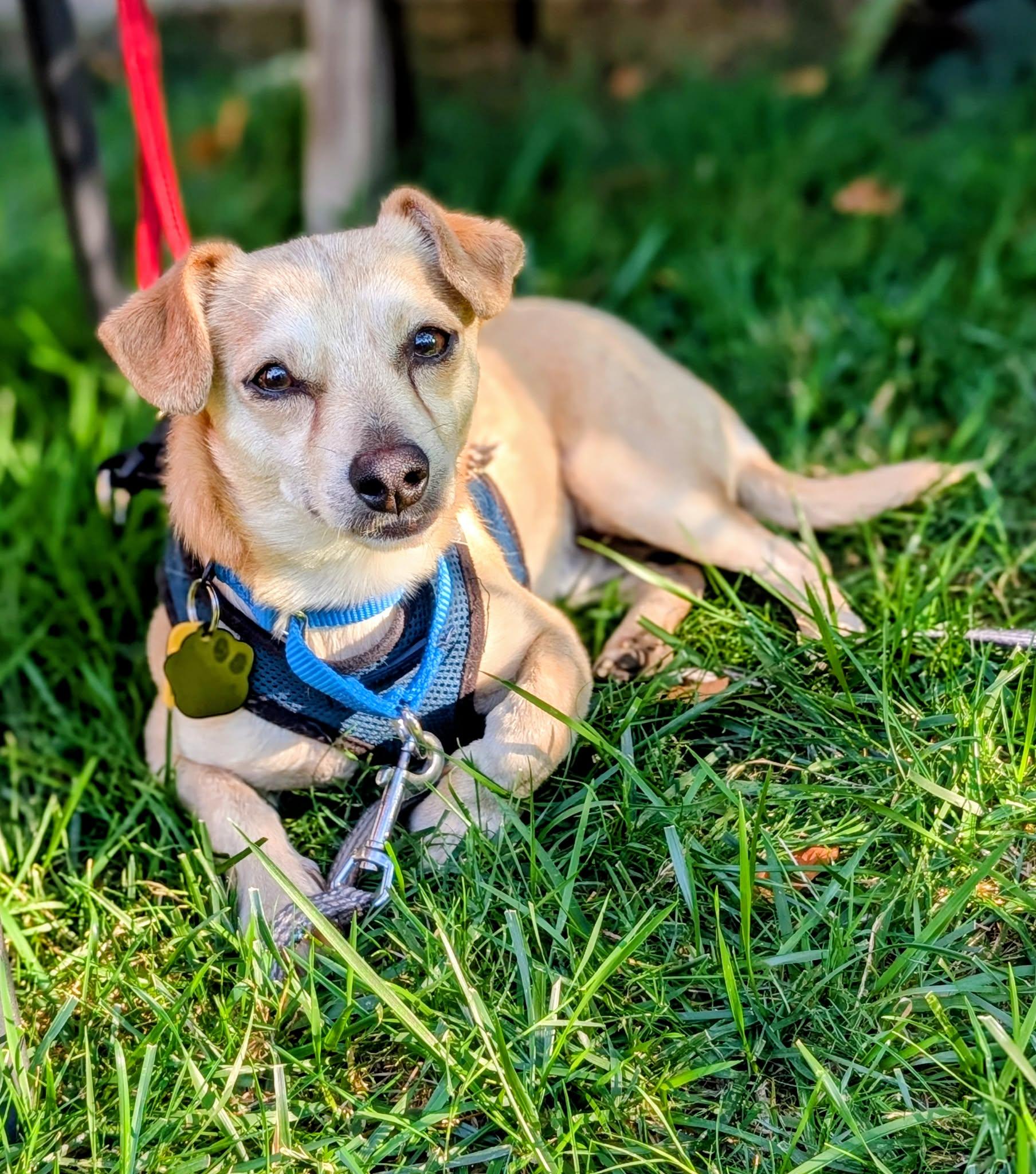 Hummus, adopted, Adult Male Chihuahua.