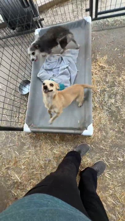 Enlarge Hummus, an adopted mixed breed in Beavercreek, OR video 6/6