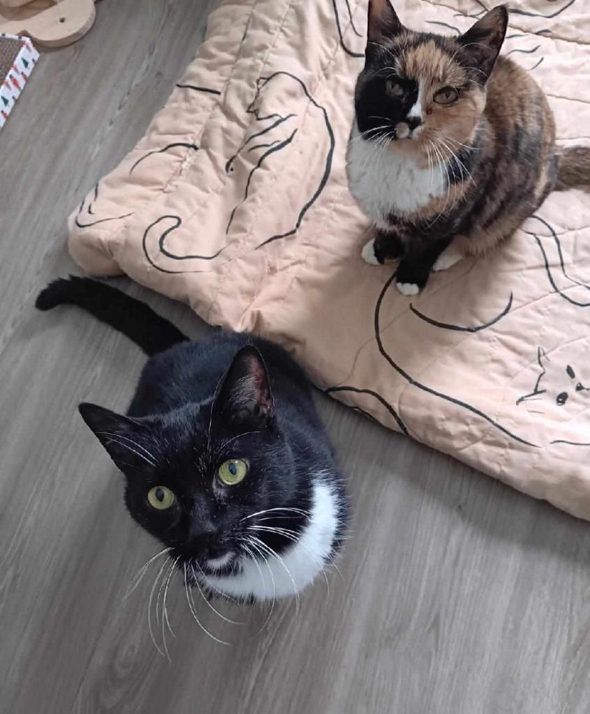 Obsidian, Adoptable, Senior Male Domestic Short Hair.