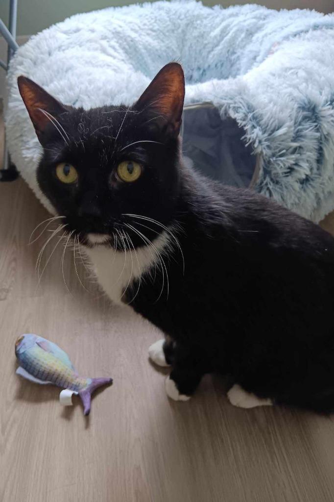 Obsidian, Adoptable, Senior Male Domestic Short Hair.