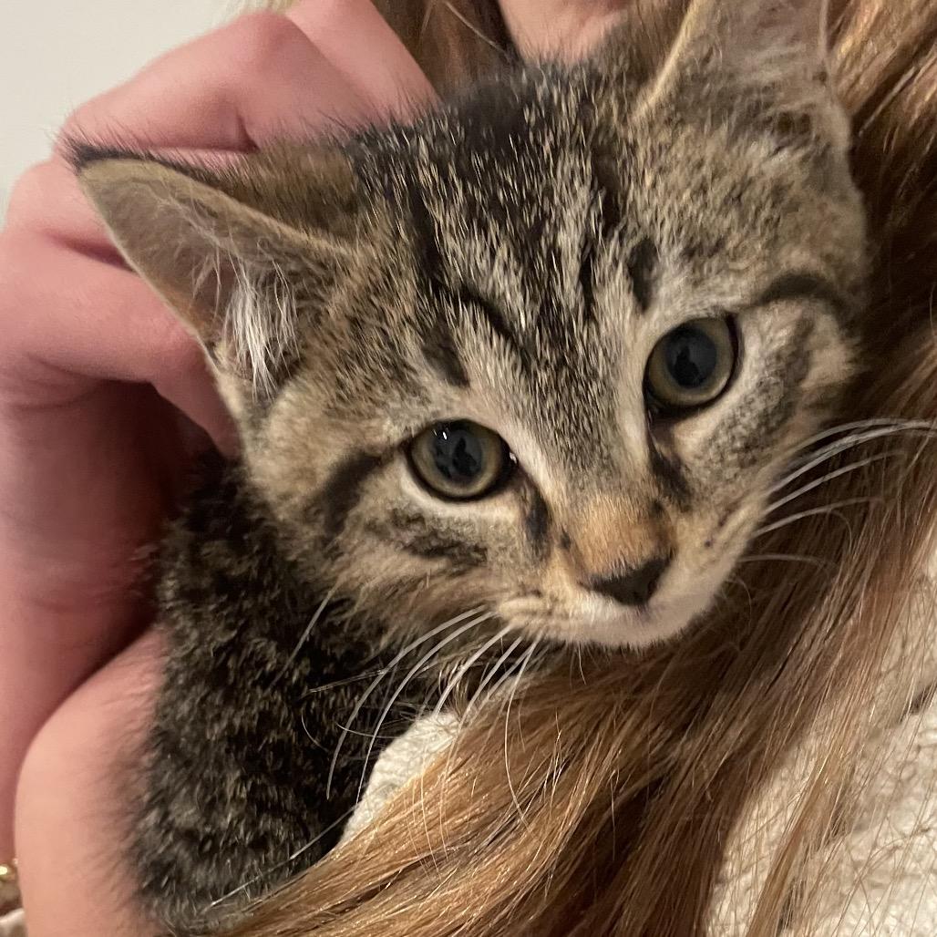 Dusty (Samantha Stamford Kitten 2), a Adoptable Domestic Short Hair in Westport, CT image 1/3