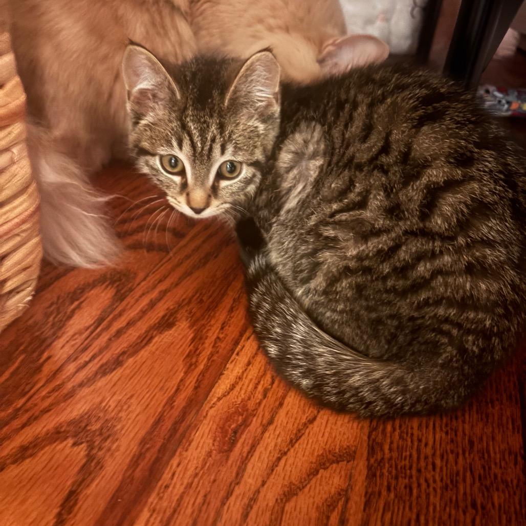 Dusty (Samantha Stamford Kitten 2), a Adoptable Domestic Short Hair in Westport, CT image 2/3