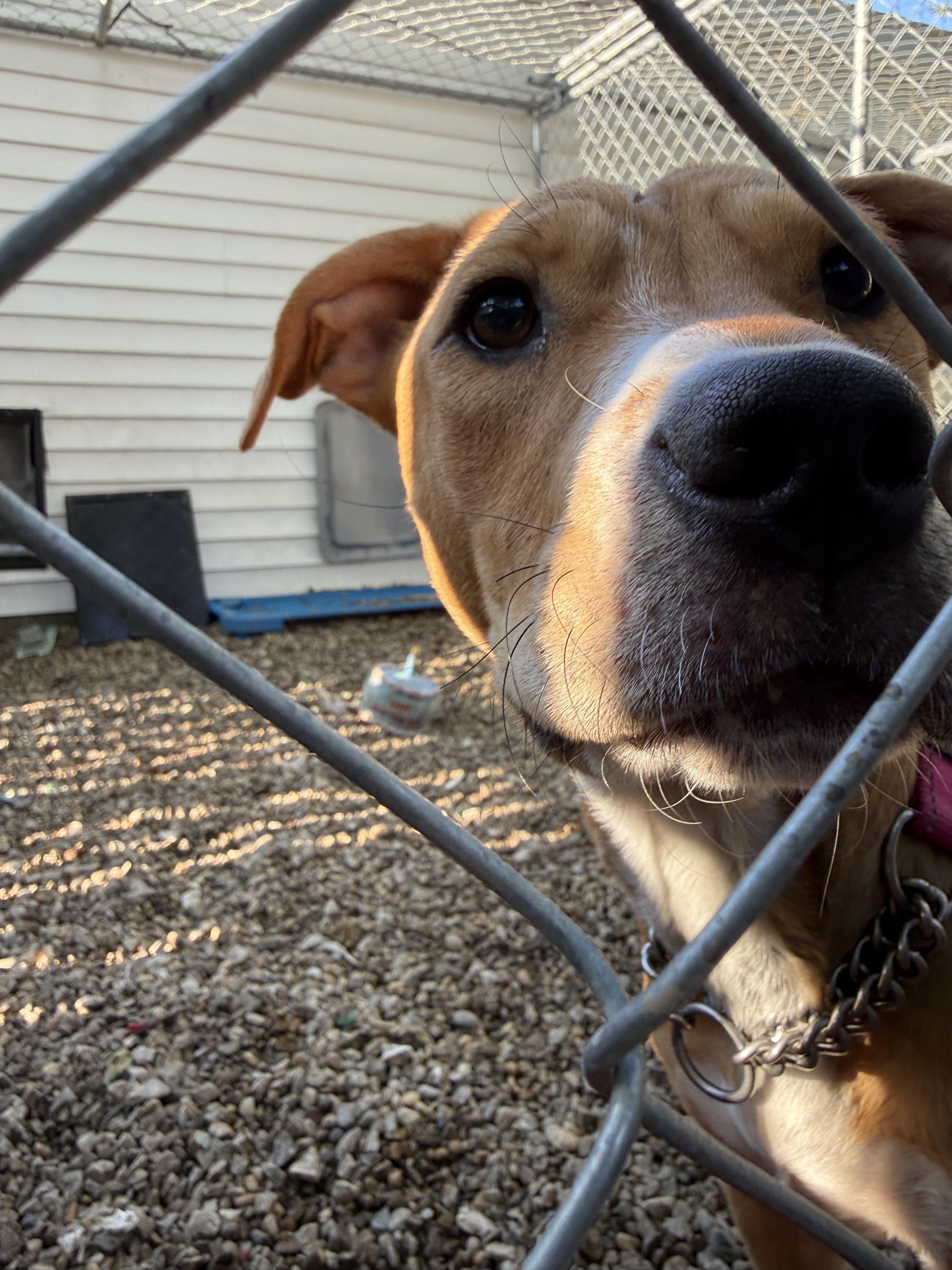 Enlarge June, a Adoptable mixed breed in Middlefield , OH image 2/3