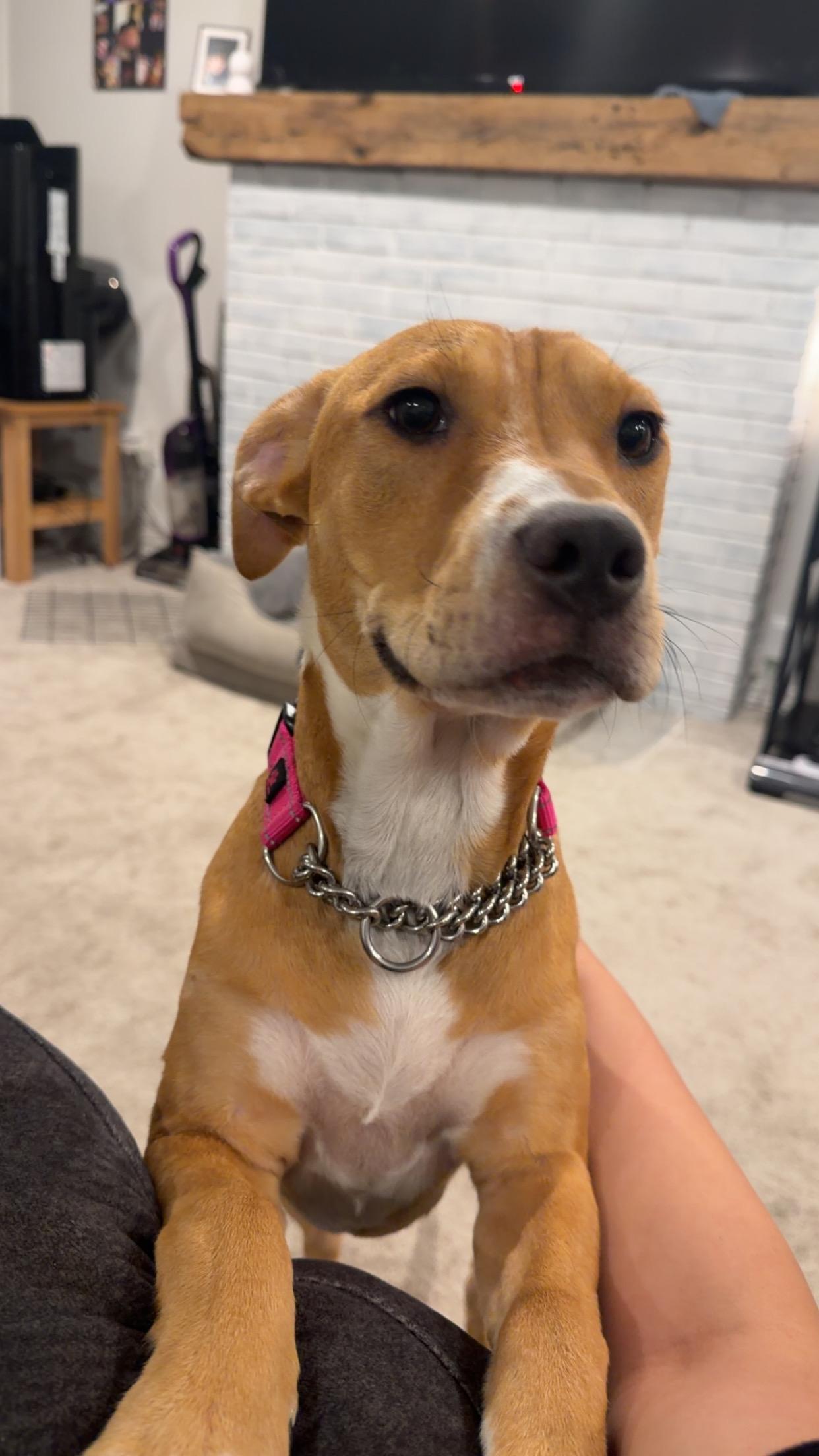 Enlarge June, a Adoptable mixed breed in Middlefield , OH image 3/3