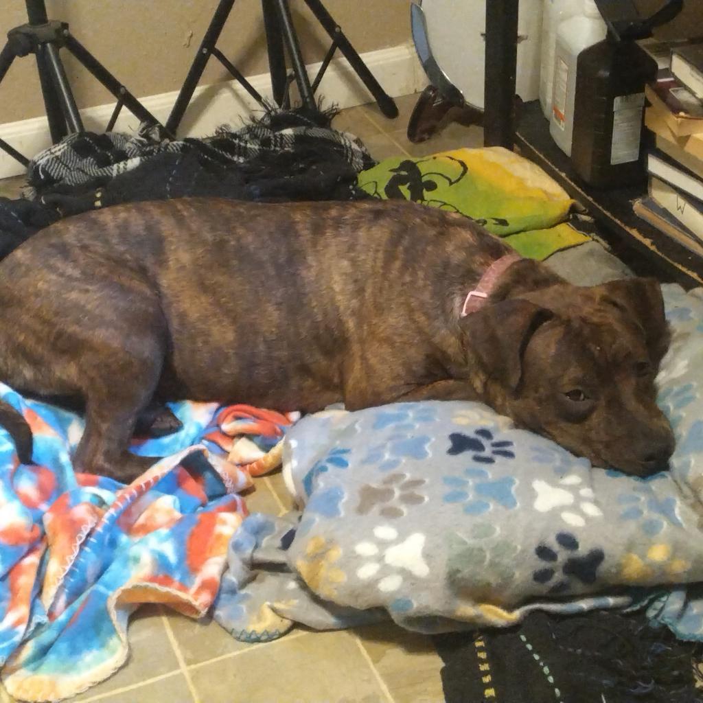 Princess 2, a Adoptable mixed breed in QUINCY, FL image 1/6