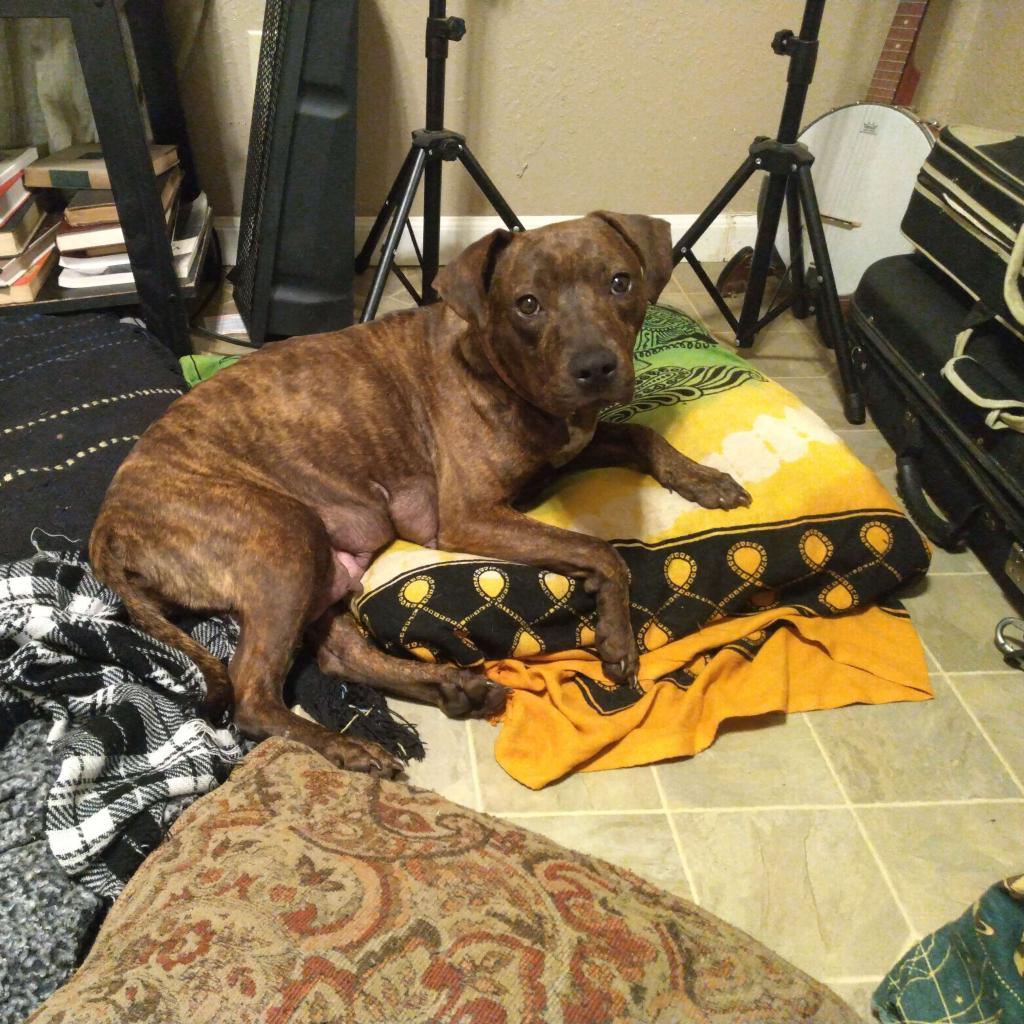 Princess 2, a Adoptable mixed breed in QUINCY, FL image 2/6