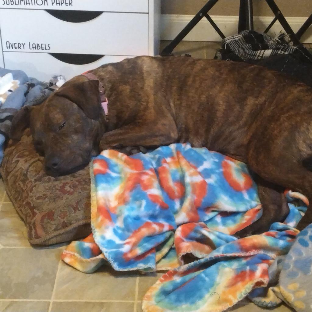 Princess 2, a Adoptable mixed breed in QUINCY, FL image 3/6
