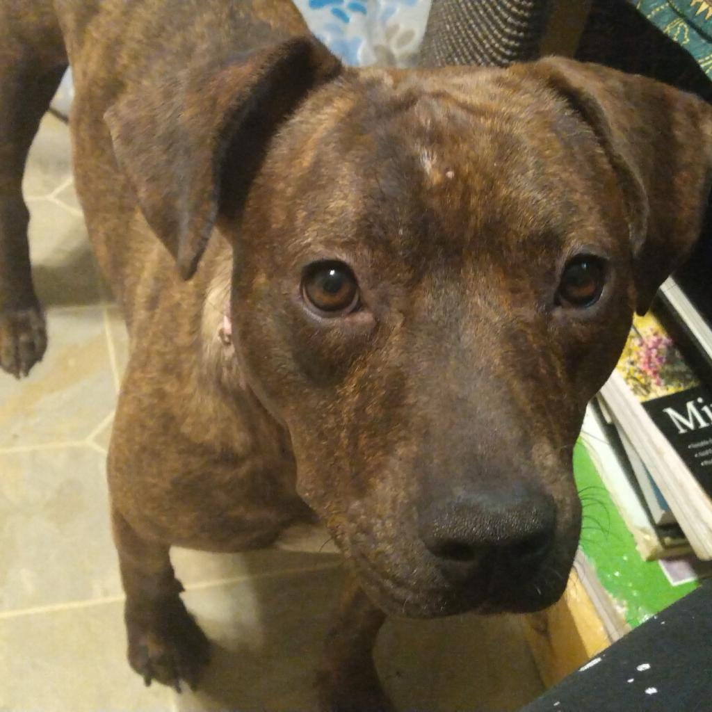 Princess 2, a Adoptable mixed breed in QUINCY, FL image 4/6