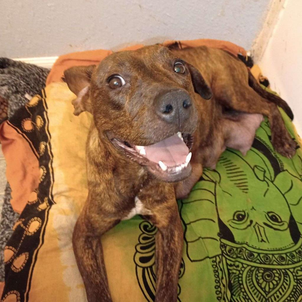 Princess 2, a Adoptable mixed breed in QUINCY, FL image 5/6