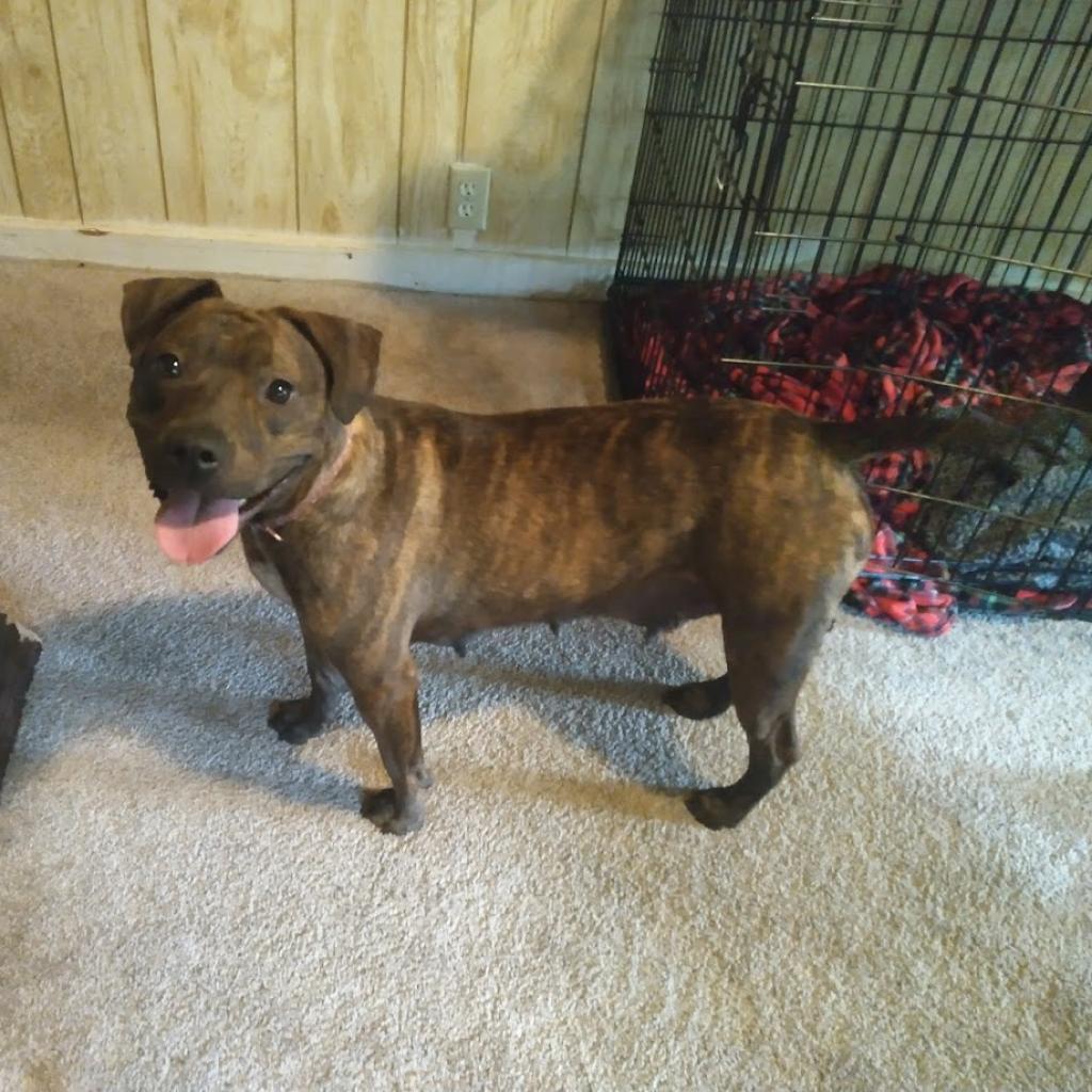 Princess 2, a Adoptable mixed breed in QUINCY, FL image 6/6