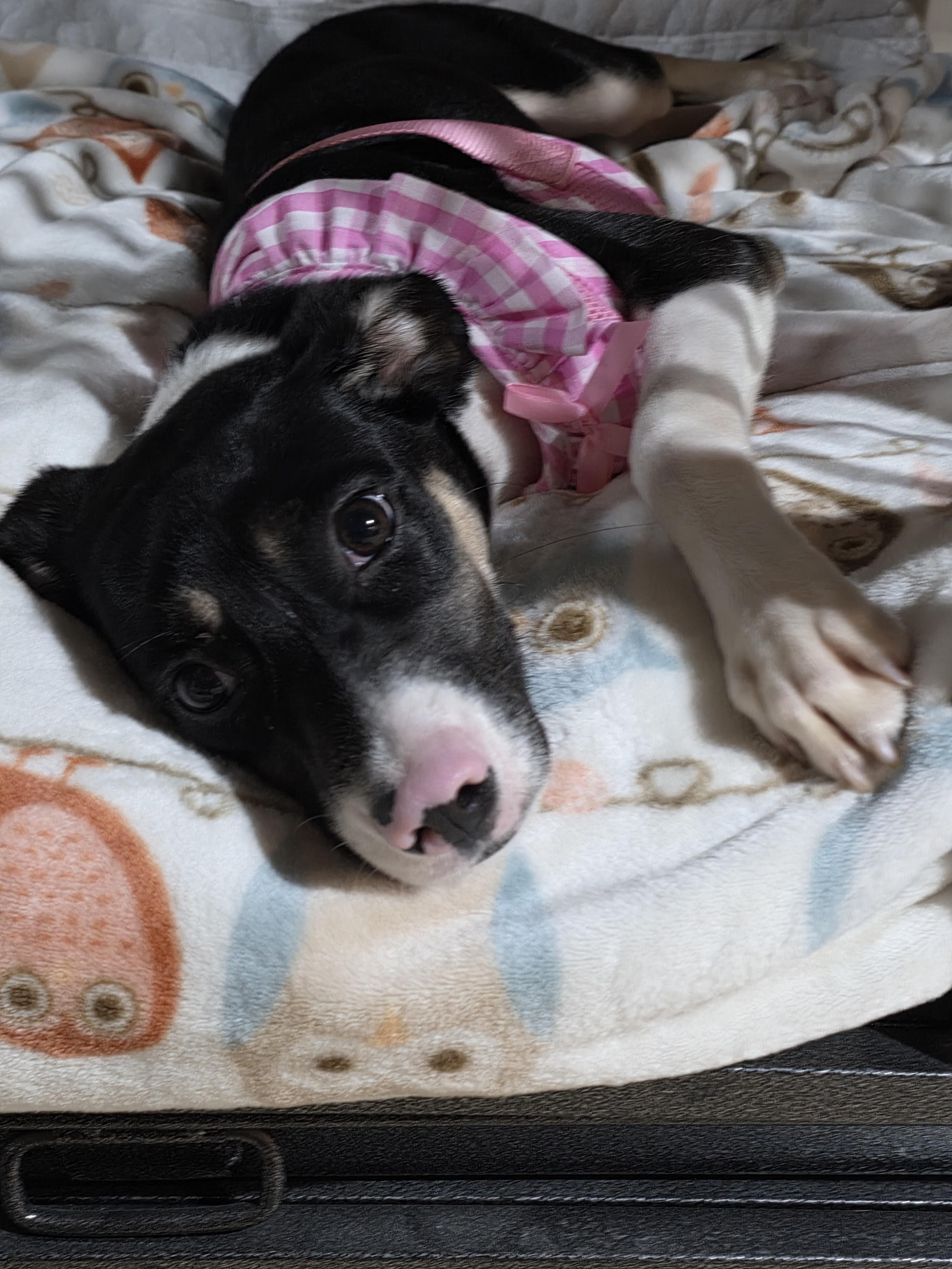 Renee, Adopted, Young Female Terrier.