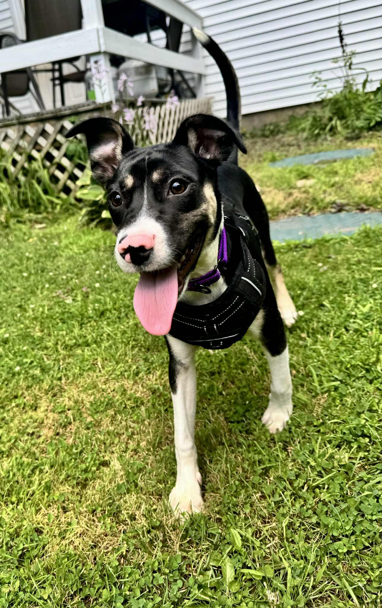 Enlarge Renee, a Adopted mixed breed in Essex Junction, VT image 2/6