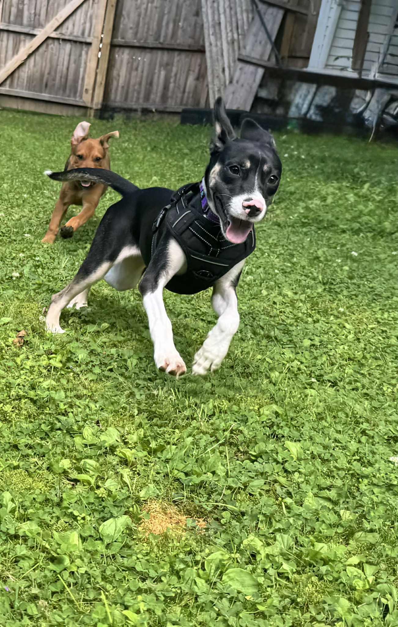 Enlarge Renee, a Adopted mixed breed in Essex Junction, VT image 3/6