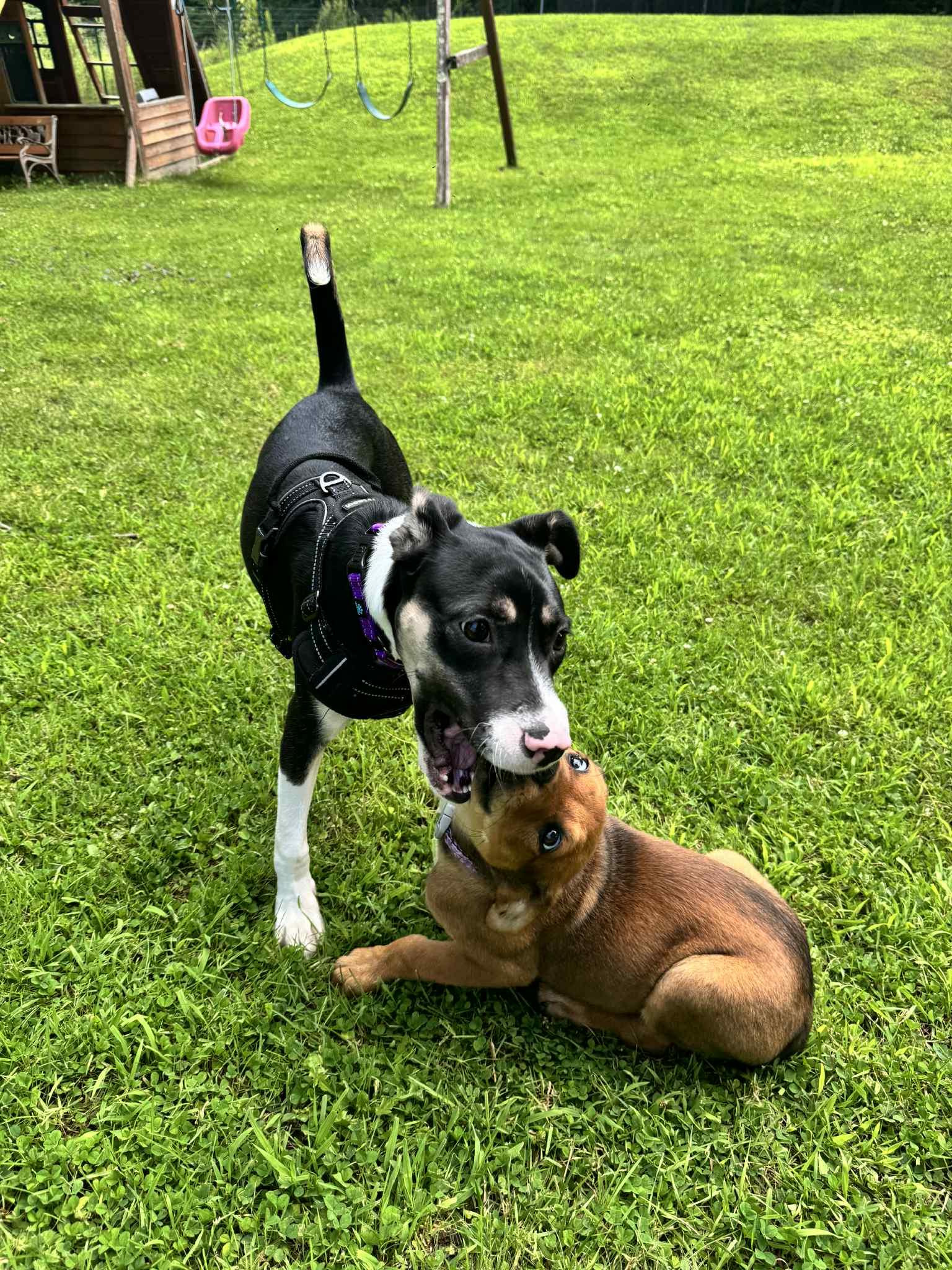 Enlarge Renee, a Adopted mixed breed in Essex Junction, VT image 4/6