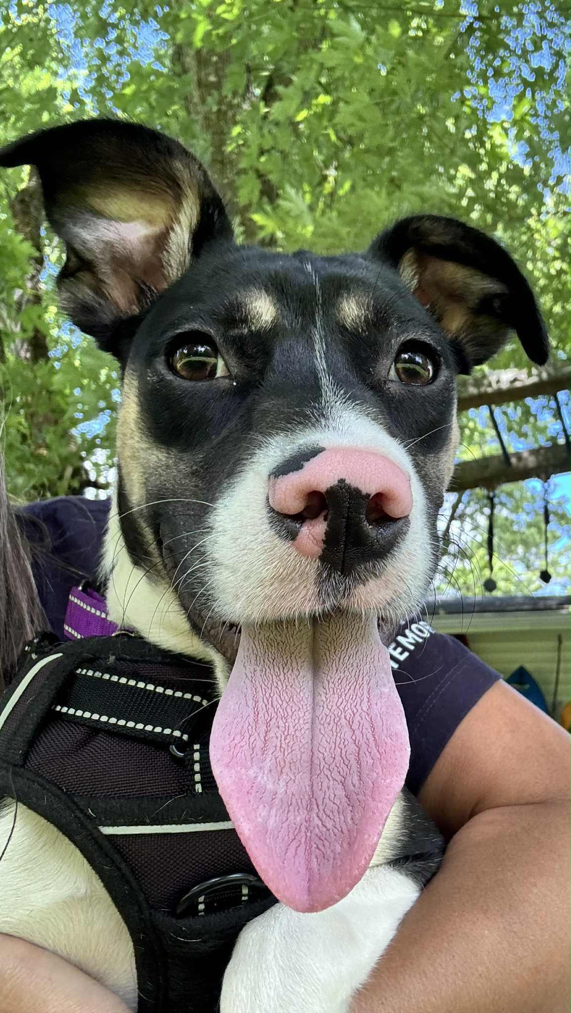 Enlarge Renee, a Adopted mixed breed in Essex Junction, VT image 5/6