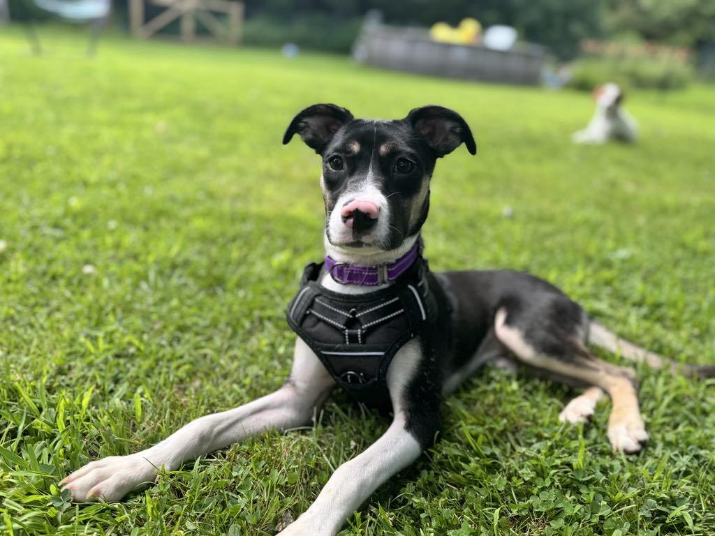 Enlarge Renee, a Adopted mixed breed in Essex Junction, VT image 6/6