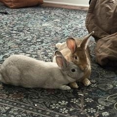 Chicago and Phoenix - sweet bonded pair, a ADOPTABLE Rex in Asheville, NC image 4/6