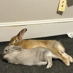 Chicago and Phoenix - sweet bonded pair, a ADOPTABLE Rex in Asheville, NC image 5/6