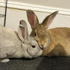 Chicago and Phoenix - sweet bonded pair, a ADOPTABLE Rex in Asheville, NC image 1/6