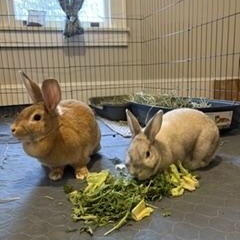 Chicago and Phoenix - sweet bonded pair, a ADOPTABLE Rex in Asheville, NC image 3/6