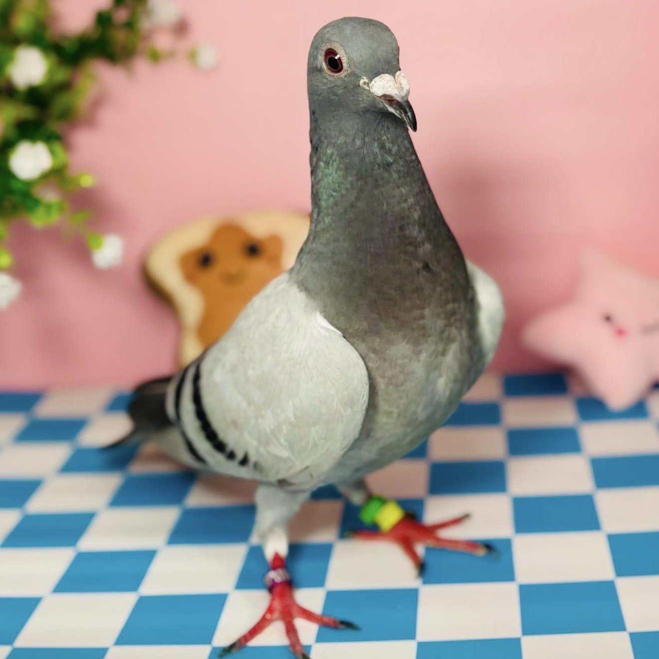 Enlarge Treble, a ADOPTABLE Pigeon in Chicago, IL image 3/3