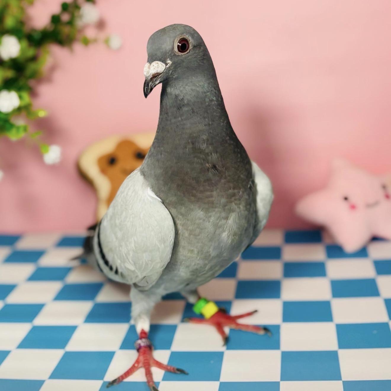 Treble, ADOPTABLE, Adult Unknown Pigeon.