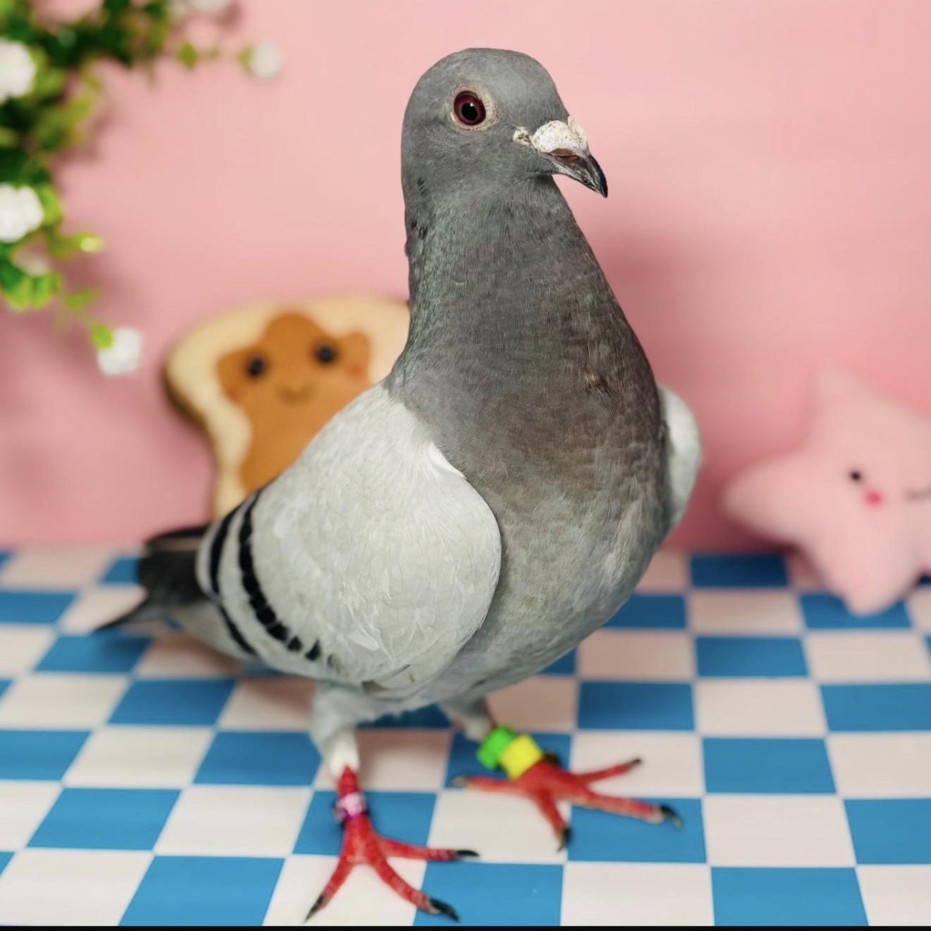 Enlarge Treble, a ADOPTABLE Pigeon in Chicago, IL image 2/3