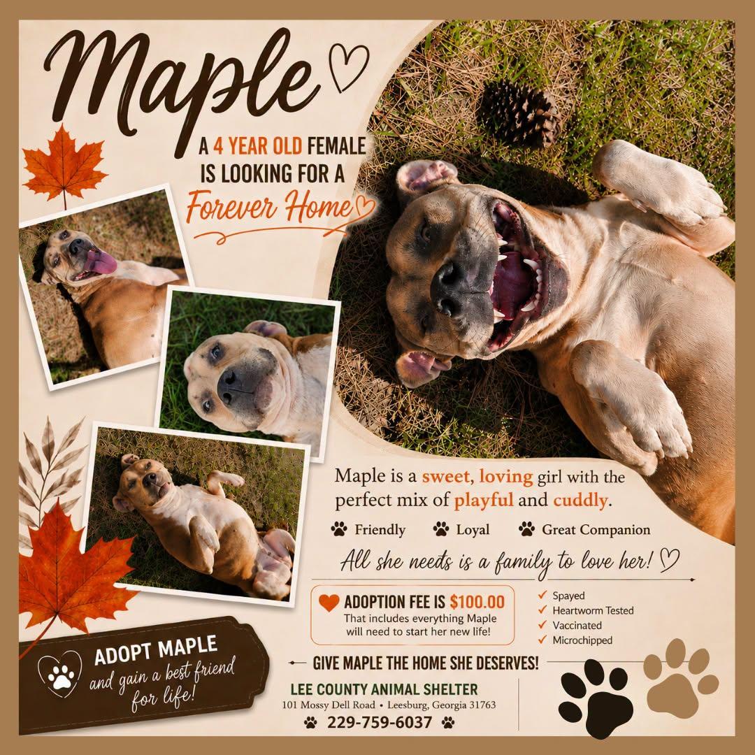 Enlarge Maple, a ADOPTABLE Mixed Breed in Leesburg, GA image 1/1