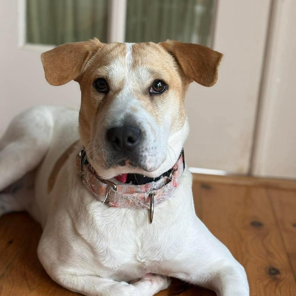 Diana, Adoptable, Young Female Mixed Breed.