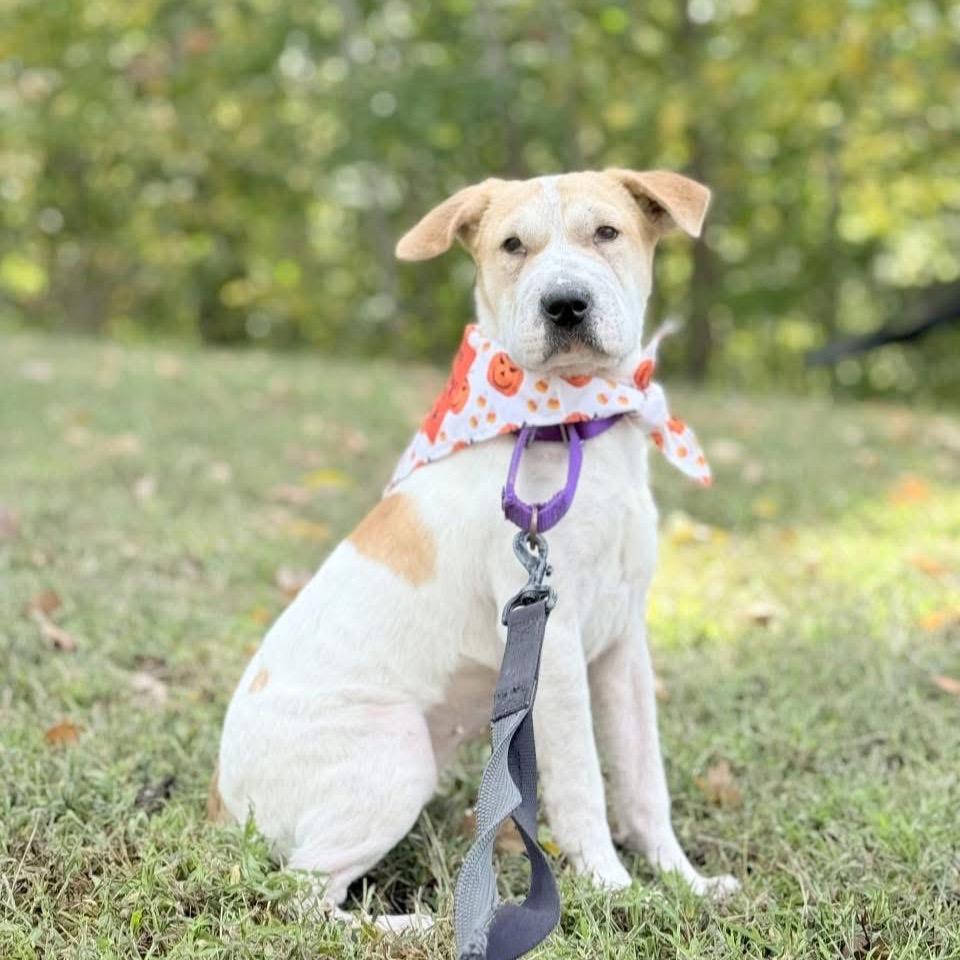 Enlarge Diana, a Adoptable Mixed Breed in Fredericksburg, VA image 2/5
