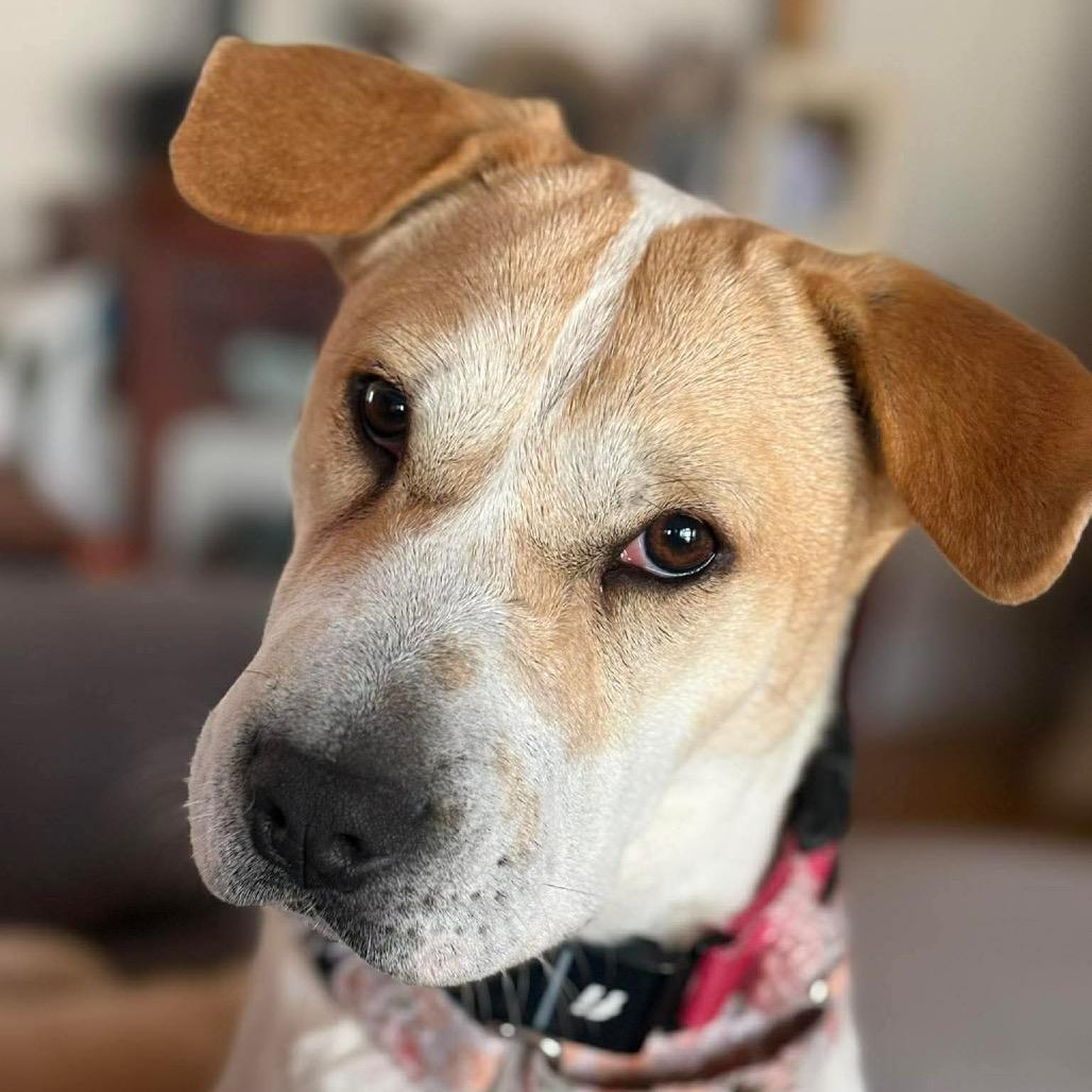 Enlarge Diana, a Adoptable Mixed Breed in Fredericksburg, VA image 3/5