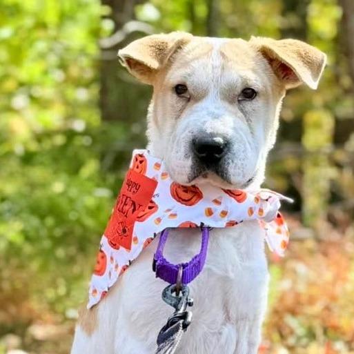 Enlarge Diana, a Adoptable Mixed Breed in Fredericksburg, VA image 4/5