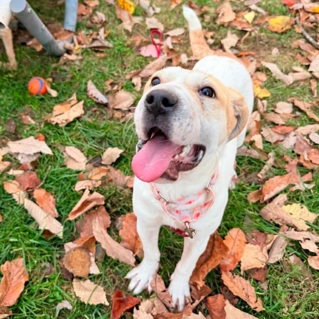 Enlarge Diana, a Adoptable Mixed Breed in Fredericksburg, VA image 5/5