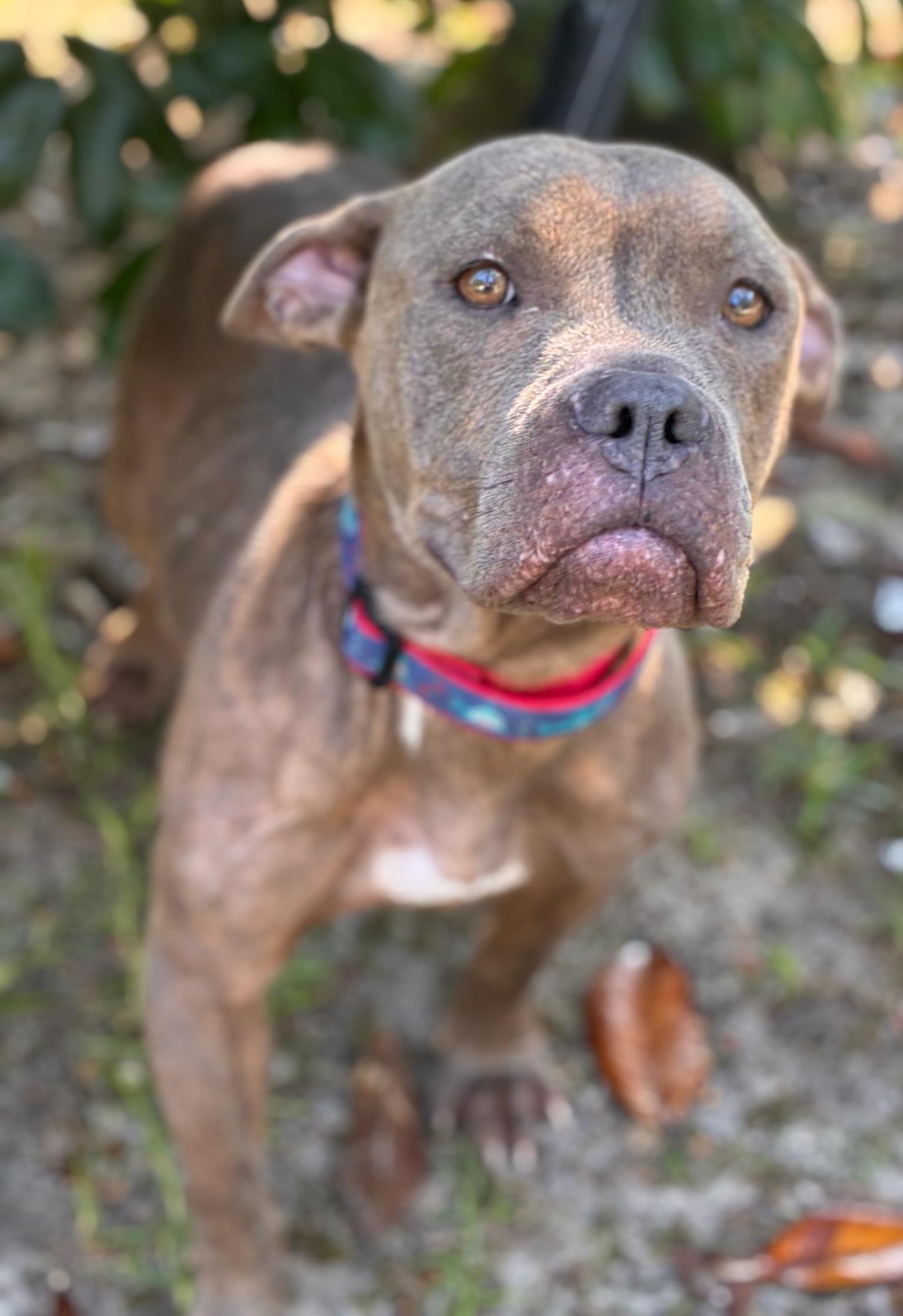 Enlarge Mia, a ADOPTABLE mixed breed in Navarre, FL image 4/6
