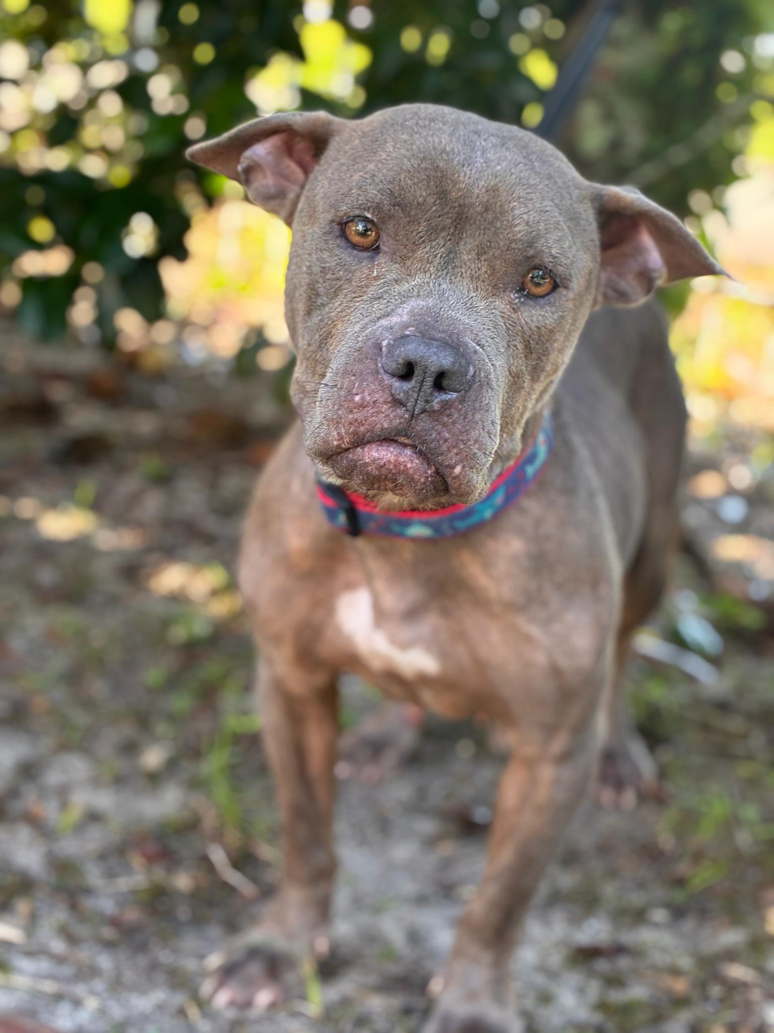 Enlarge Mia, a ADOPTABLE mixed breed in Navarre, FL image 6/6
