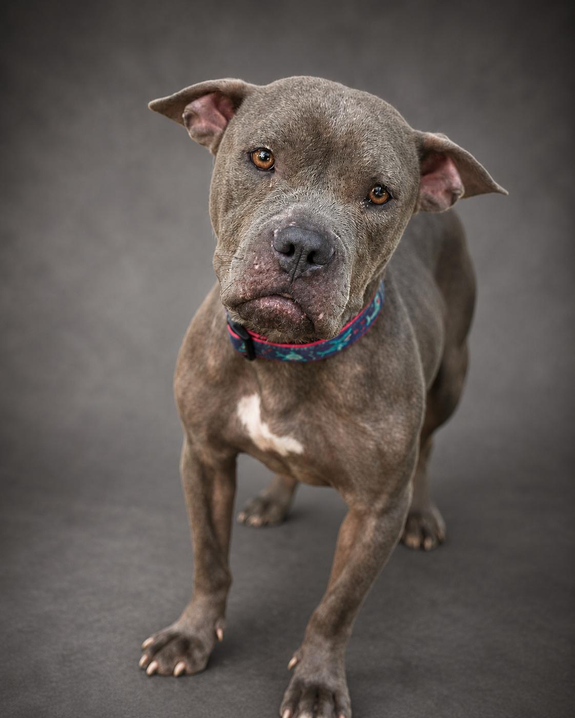 Enlarge Mia, a ADOPTABLE mixed breed in Navarre, FL image 2/6