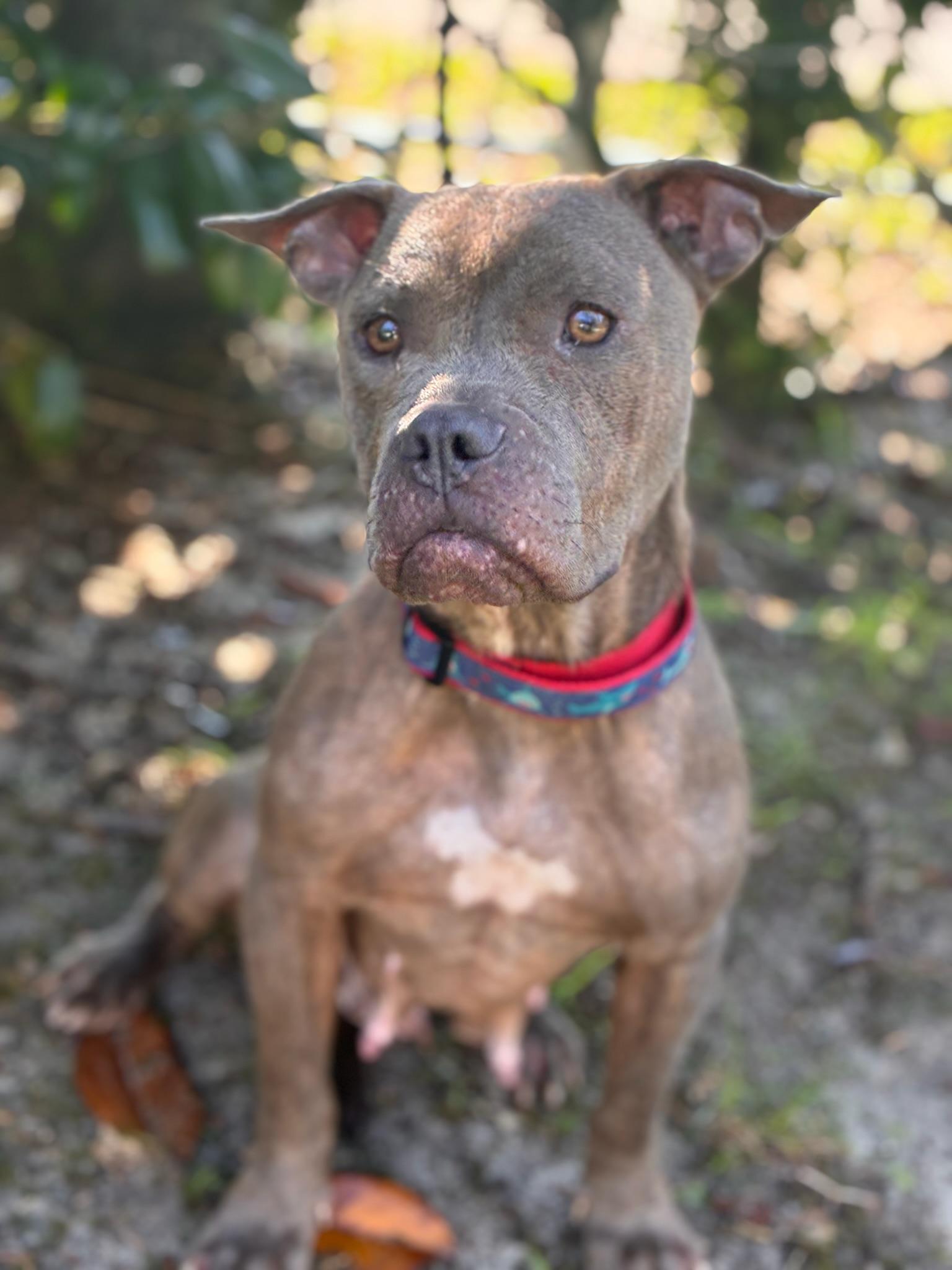 Enlarge Mia, a ADOPTABLE mixed breed in Navarre, FL image 3/6