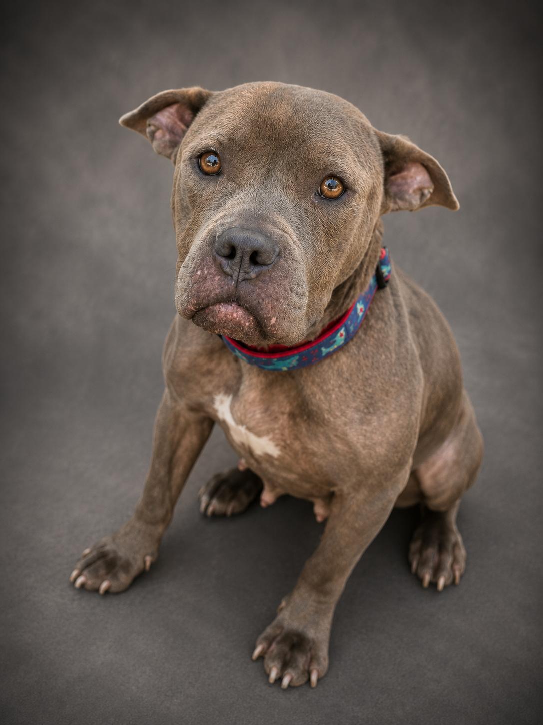 Mia, ADOPTABLE, Adult Female American Bully.
