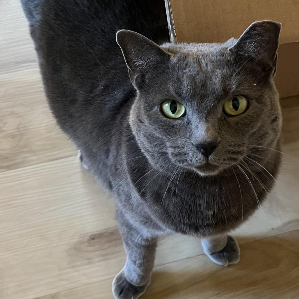 Helena, Adoptable, Adult Female Domestic Short Hair.