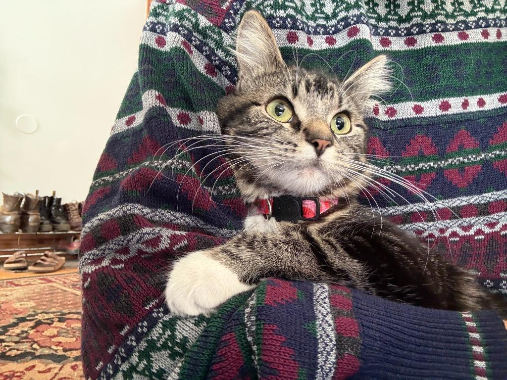 Bailey, Adoptable, Kitten Female Domestic Medium Hair.