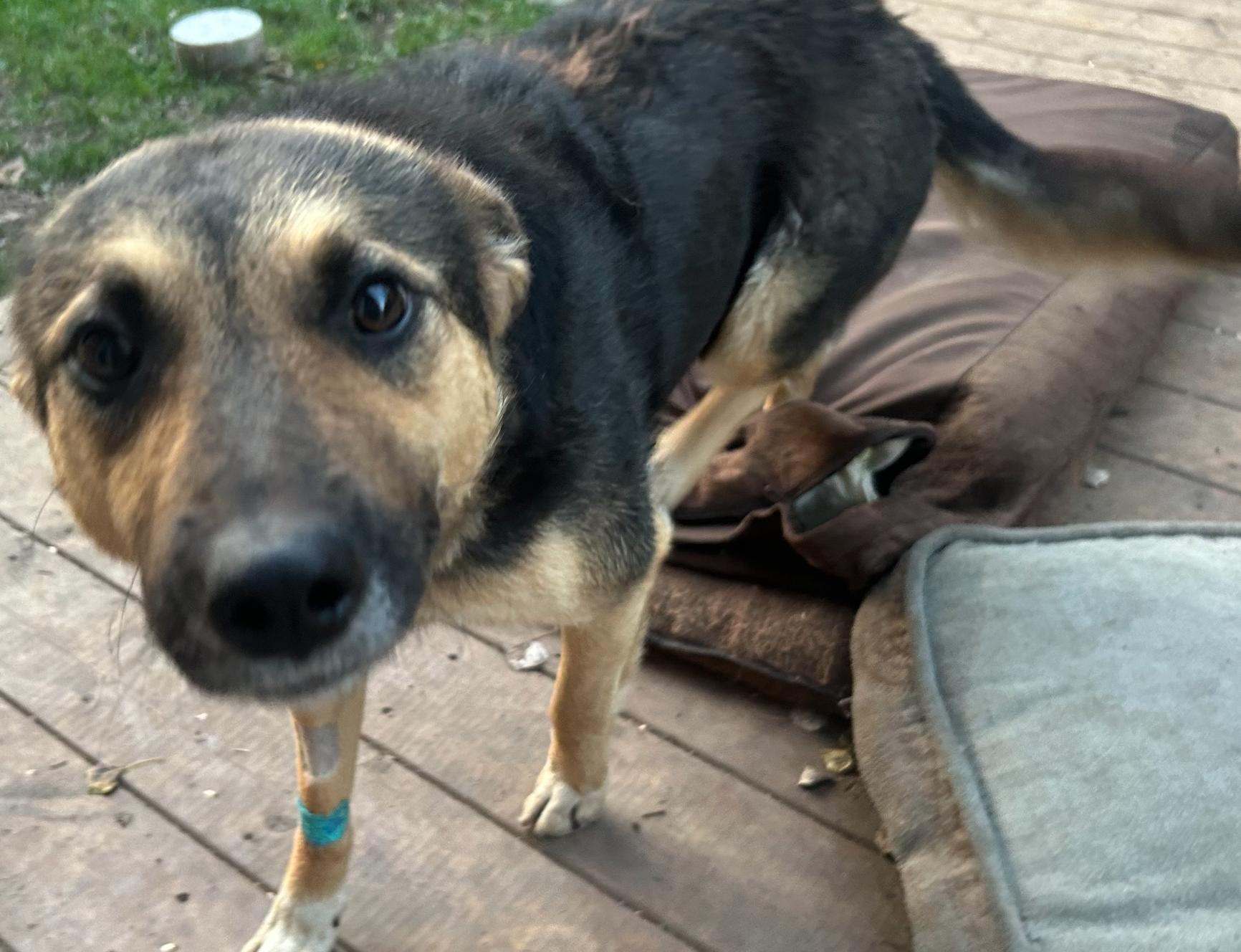 Chloe, a Adoptable Shepherd in Calgary, AB image 1/3