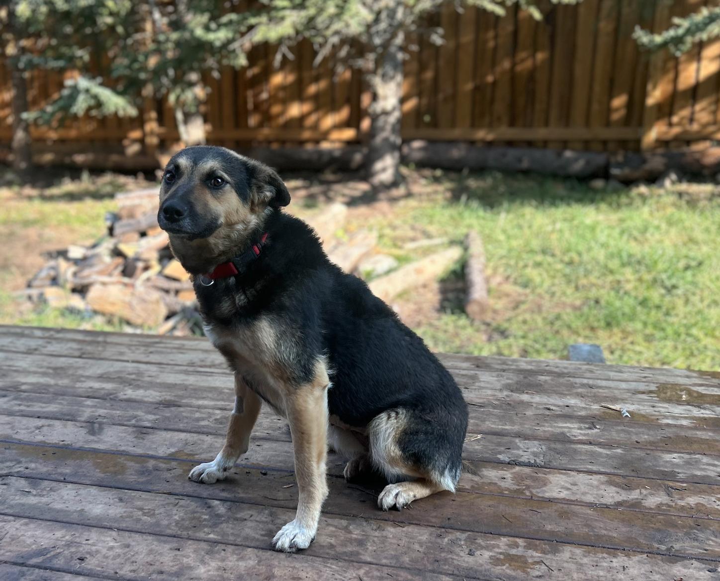 Chloe, a Adoptable Shepherd in Calgary, AB image 2/3