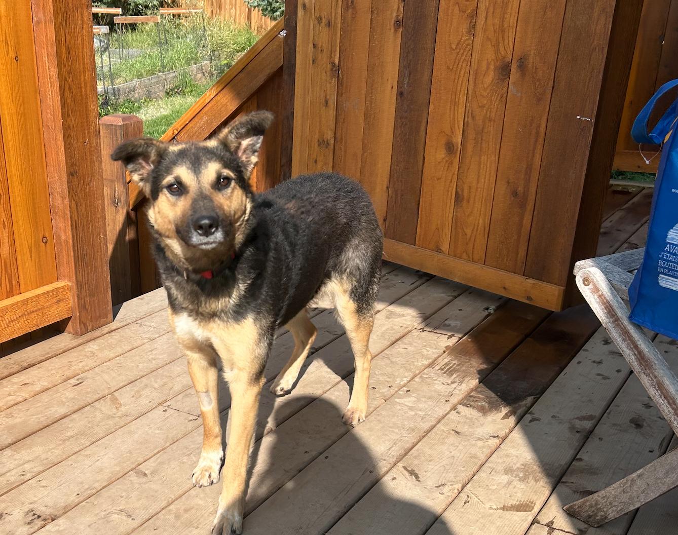 Chloe, a Adoptable Shepherd in Calgary, AB image 3/3