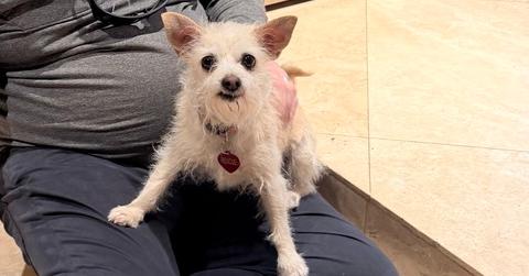 Enlarge Virginia, a Adoptable mixed breed in Richmond, TX image 1/2