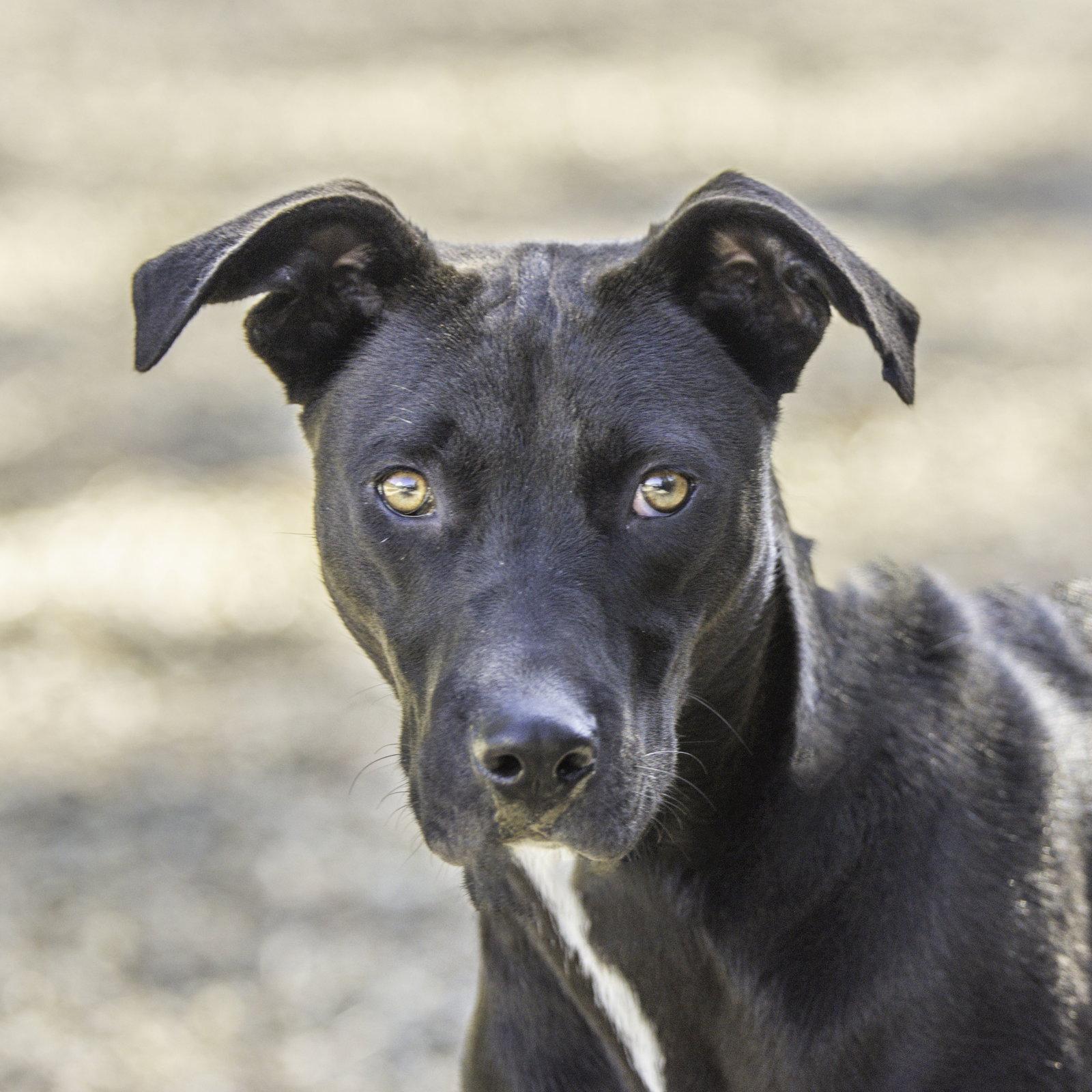 Lefou, a Adoptable Terrier in Hilton Head Island, SC image 1/2