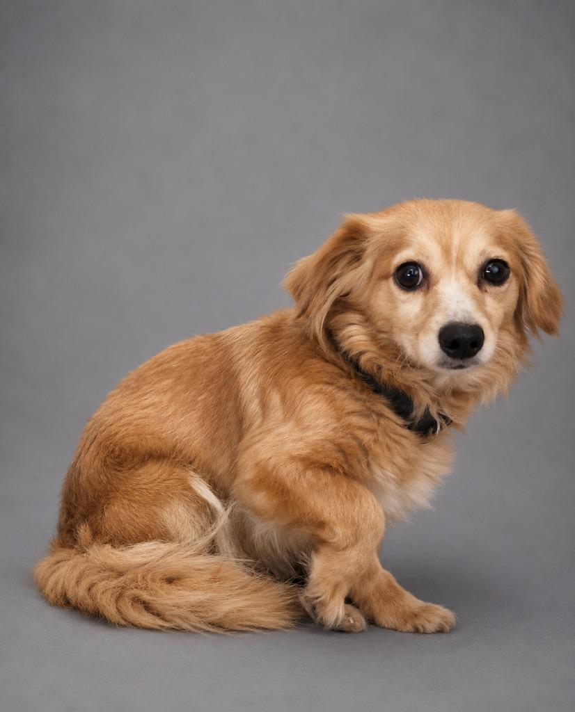 Liliana, Adopted, Young Female Chihuahua & Mixed Breed.