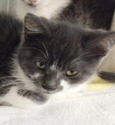 Fitch, Adoptable, Kitten Male Domestic Short Hair & Domestic Short Hair.