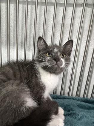 Fitch, a Adoptable mixed breed in Elmira, NY image 2/2